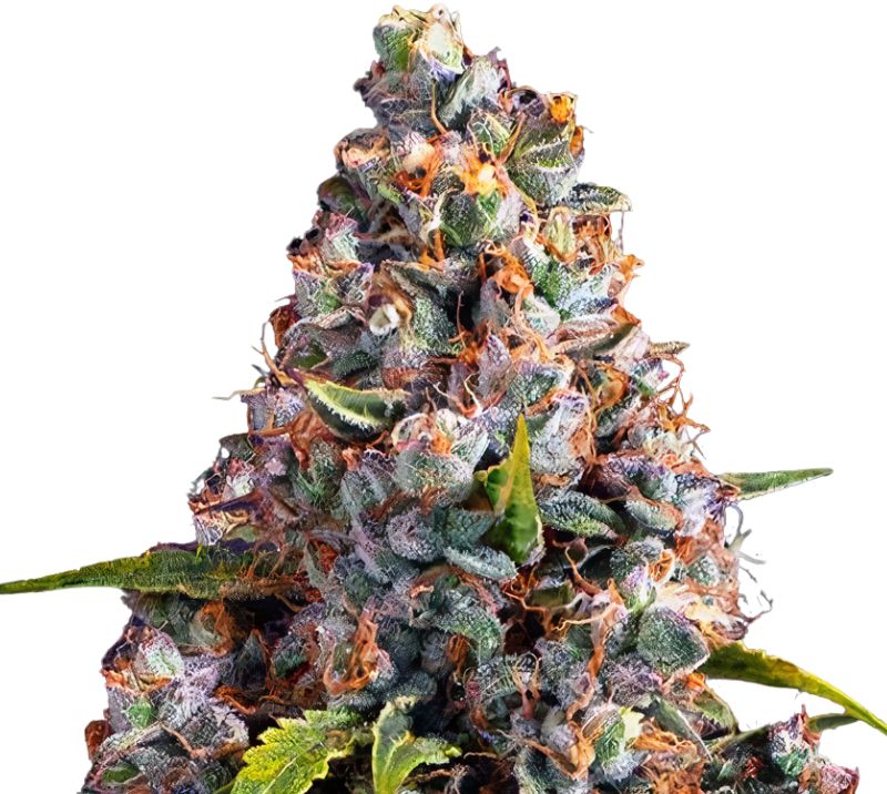 Strawberry Cheesecake Feminized