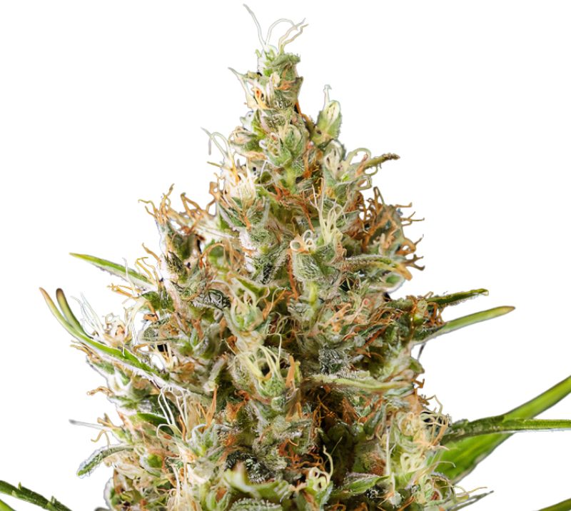 Strawberry Diesel Feminized