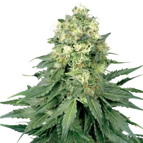 Strawberry Feminized