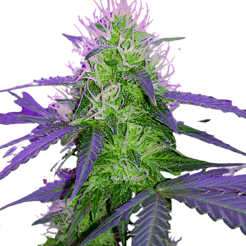 Sugar Black Rose Feminized