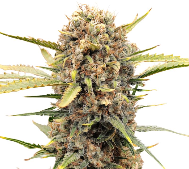 Sugar Cookie Feminized