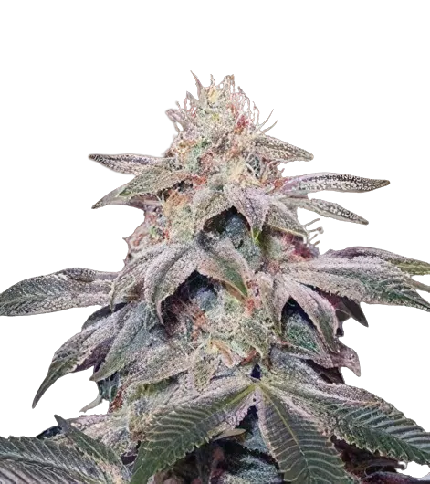 Sugar Kush Feminized