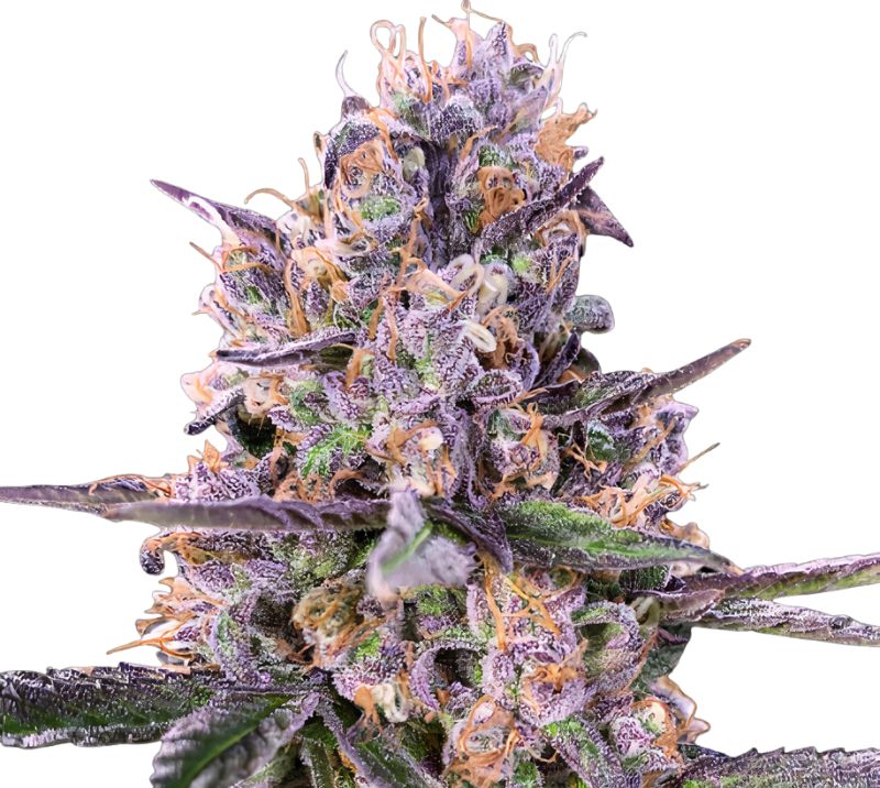 Sundae Driver Feminized