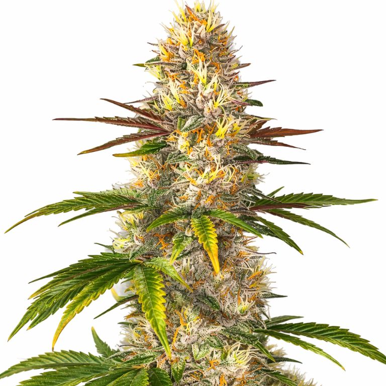 Sunrise Feminized