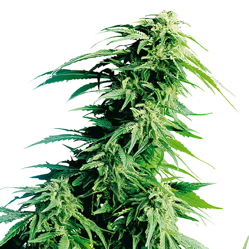 Sweet Lafayette Feminized