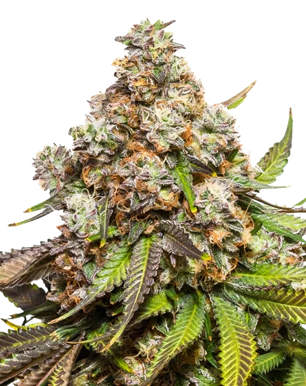 Sweet Pebbles Feminized