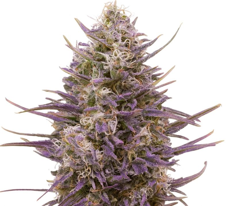 Tangerine Dream Feminized
