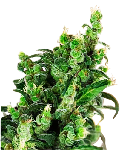 Tangerine Kush Auto
