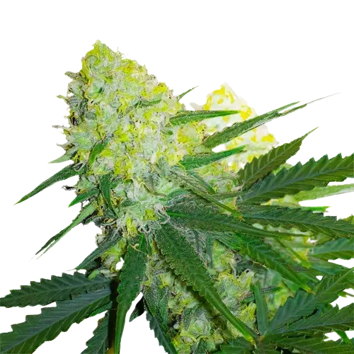 Tangerine Power Feminized