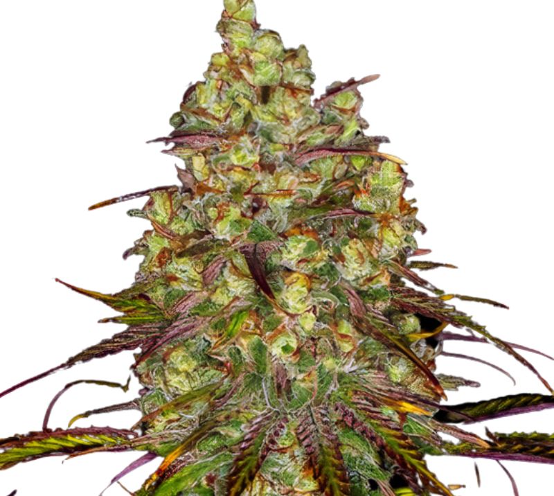 Tangie Dream Book Feminized