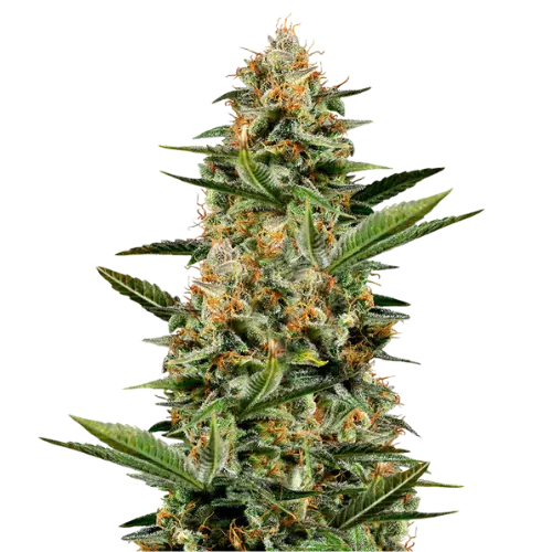 Venus OG Feminized