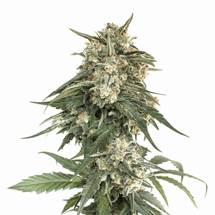 Whiteout Feminized