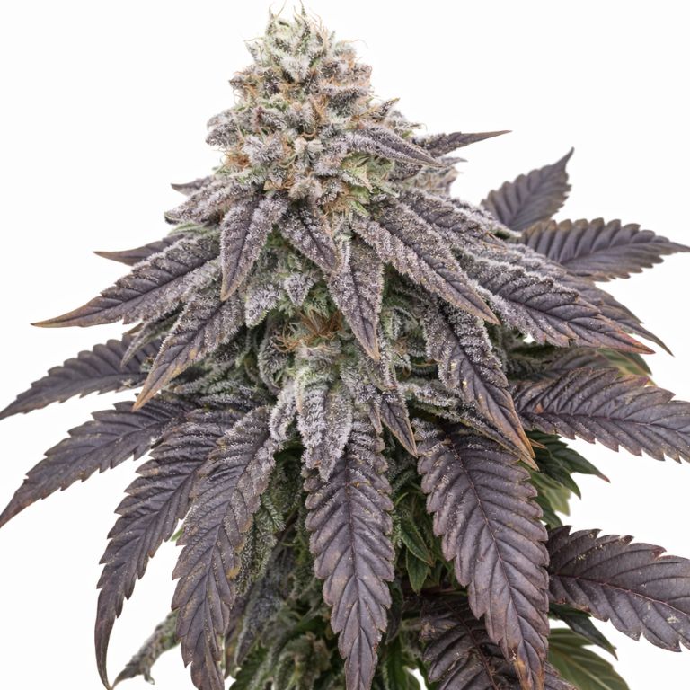 Wildberry Feminized