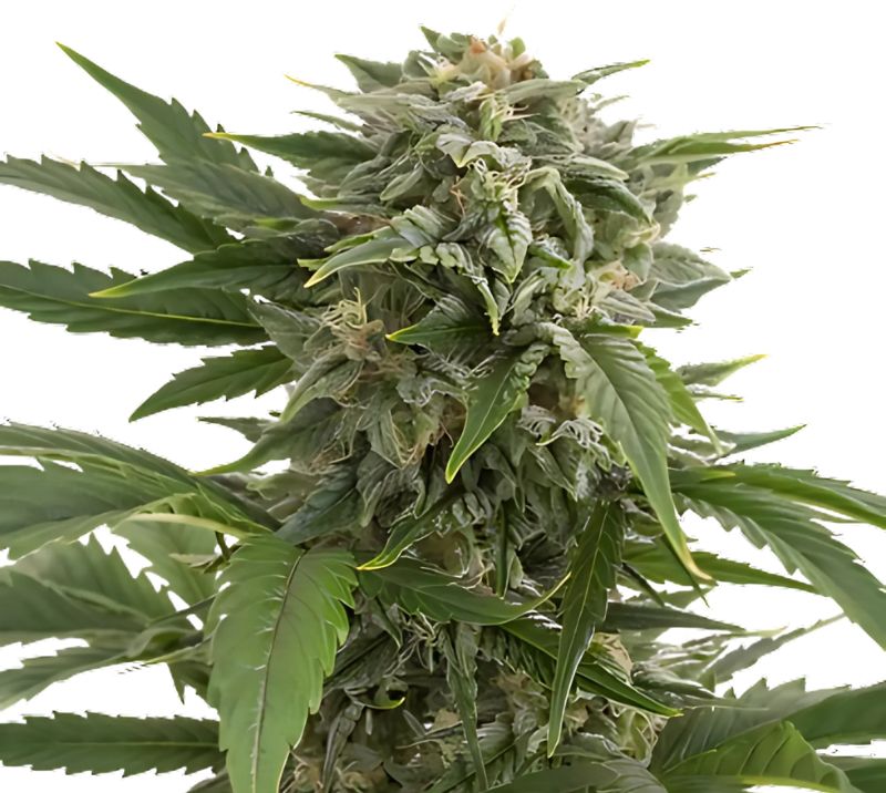 Willie Nelson Feminized